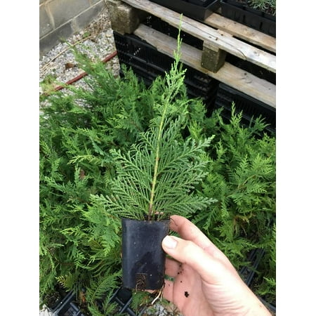 Leyland Cypress 4 Separate Plants in 4 Separate 2.5 inch Conatiners, 6-14 inches