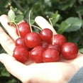 thumbnail image 4 of Wowza! Dwarf Bush Cherry Fruit Bearing Starter Plant, 1 plant per offer, 4 of 7