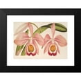 thumbnail image 2 of Charles Antoine Lemaire 18x13 Black Modern Framed Museum Art Print Titled - Cattleya Eldorado Splendens (1854-1896), 2 of 5