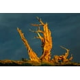 thumbnail image 2 of Jones, Adam 32x23 Gold Ornate Wood Framed with Double Matting Museum Art Print Titled - Bristlecone pine at sunset-White Mountains-Inyo National Forest-California, 2 of 4