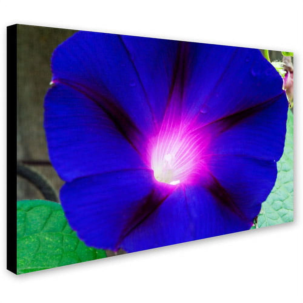 Trademark Fine Art "Deep Blue Morning Glory" Canvas Art by Kurt Shaffer
