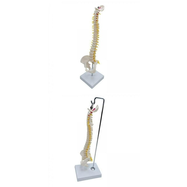 Juego de 2 Vertebrales Anatómicas Baoblaze Modelo de Vertebral Pantalla de Aprendizaje