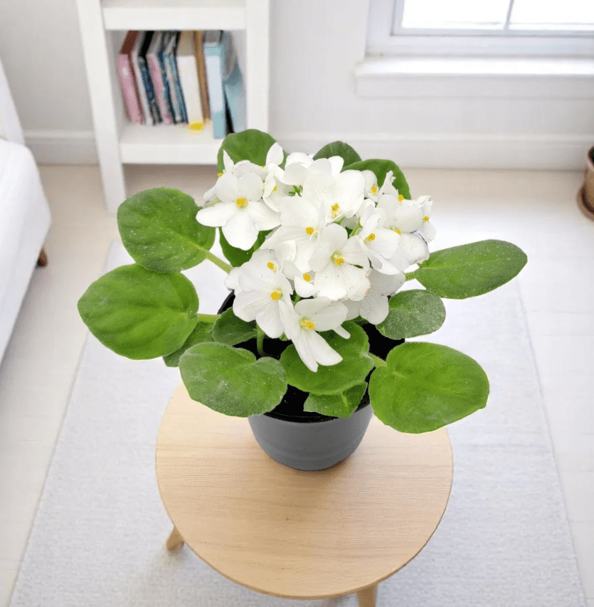 African VioletsWhite Live Plants Houseplants, African Violet Flower 3-5" Tall in 4 Inch Pot, Live African Violet Plant Indoor