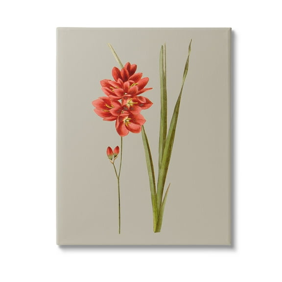 Stupell Industries Red Traditional Botanical Botanical & Floral Painting Gallery Wrapped Canvas Art Print Wall Art, 16 x 20