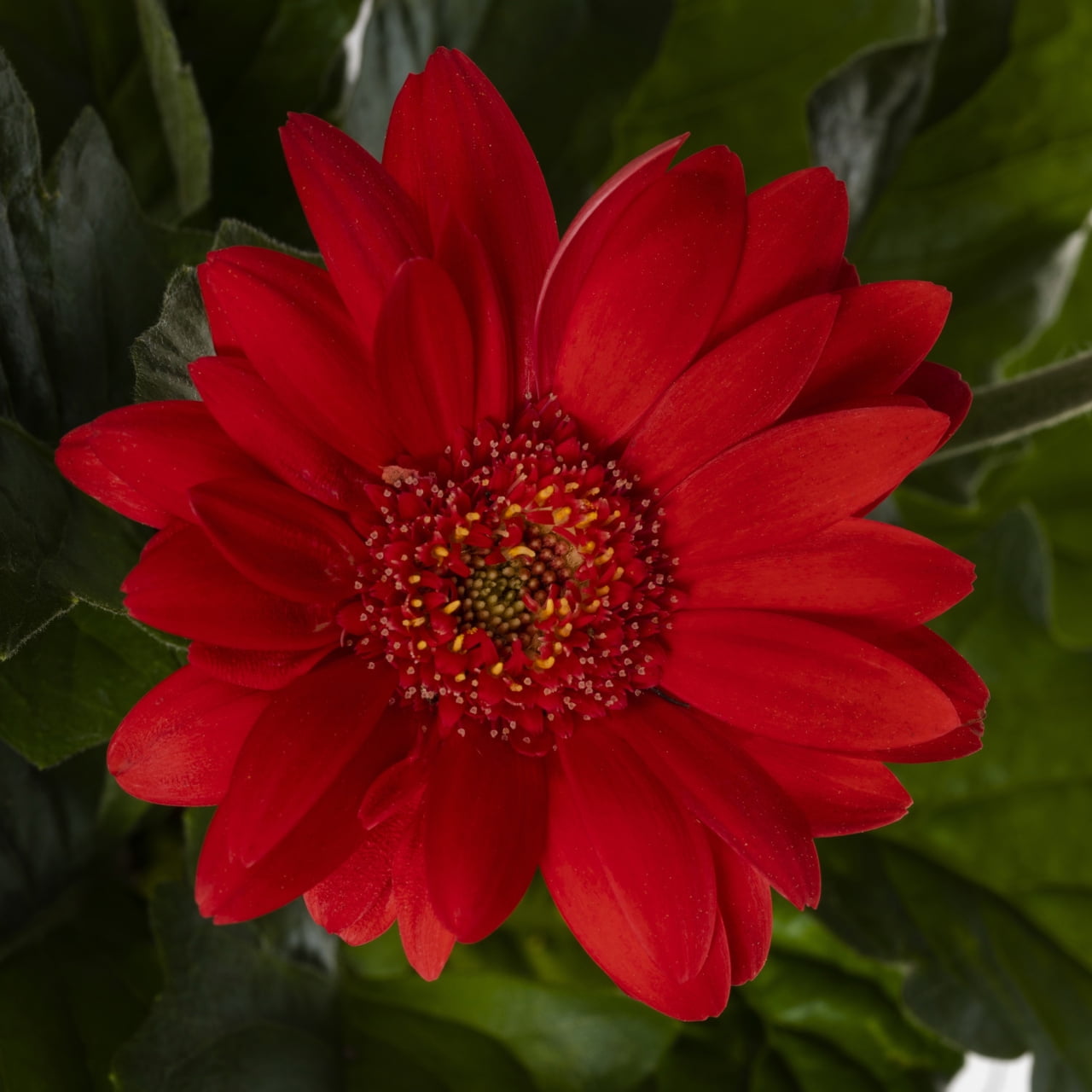 Better Homes & Gardens 1.5PT Red Gerbera Daisy Live Annual Plant Sun 5-Pack
