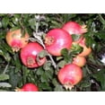 thumbnail image 5 of 25 POMEGRANATE TREE Punica Granatum Red Fruit Seeds, 5 of 5