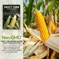 thumbnail image 5 of 2 Packets of Golden Bantam Sweet Corn Seed - Non-GMO Heirloom Full Sun Annual Vegetable, 5 of 7