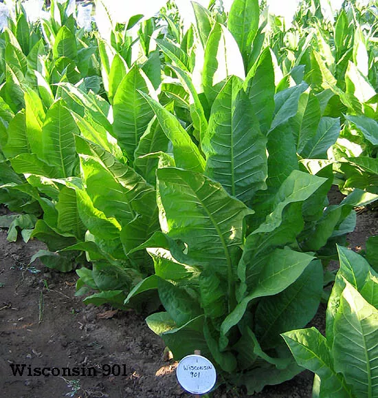 corojo tobacco seeds 99, Seed Corojo 99 is a hybrid of the original 1930s El Corojo cuban strain that was originally growing in the Dominican Republic Aganorsa Leaf New Cuba Corojo