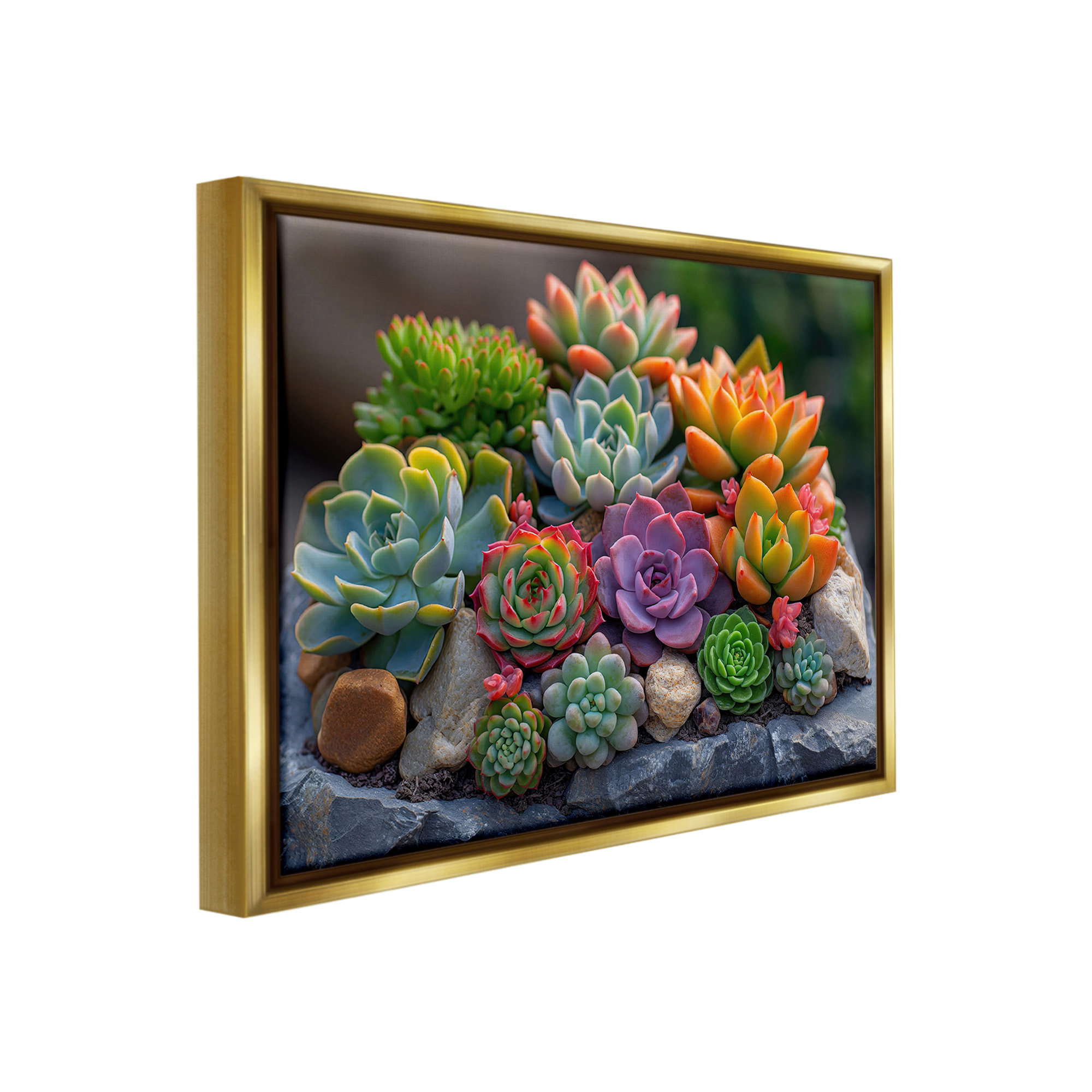 Stupell Industries Varied Succulents Photography Botanical & Floral Photography Gold Floater Framed Canvas Art Print Wall Art, 31 x 25