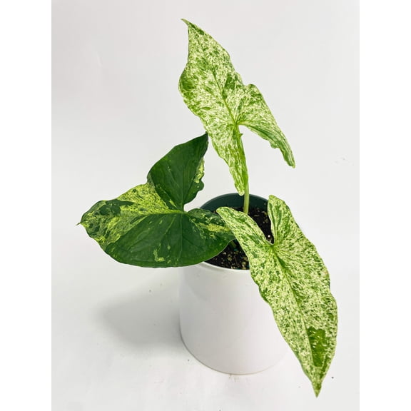 Bumble Plants Syngonium Podophyllum 'Mojito' Hybrid - Full Live Colorful Houseplant in Nursery Pot, Easy Care, Indoor Plant for Beginners