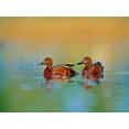 thumbnail image 2 of Fitzharris, Tim 18x15 Black Ornate Wood Framed with Double Matting Museum Art Print Titled - Cinnamon Teals, 2 of 4