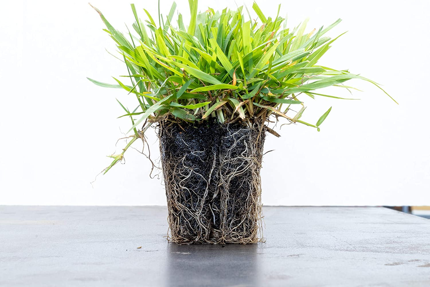 Zoysia Plugs - 50 Full & Lush Grass Plugs