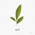 thumbnail image 3 of Thorns, Becky 15x15 Black Modern Framed Museum Art Print Titled - Herbs VII White, 3 of 5