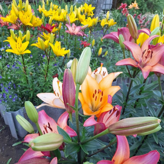 4 Mixed Asiatic Lily Bulbs, Asiatic Lily, Mixed Bulbs Outdoor Gardening