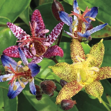 Mutli-colored Toad Lily Mixture, Dormant Bare Root Perennial Plants, 3-Pack