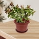 thumbnail image 4 of unbranded 10Ud Contenedores Plásticos Para Plantas Con Drenaje Ideales Para Almacenamiento Color Oscuro, 4 of 6