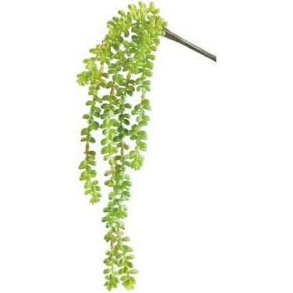 Donkey Tail Vine 19" Green