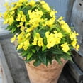 thumbnail image 6 of Topboutique Artificial Flower Impatiens 4 Pcs 7 Branches Silk Balsam Bouquet Flowers Fake Flowers Greenery for Balcony Garden Bonsai Decoration (Yellow), 6 of 9