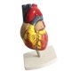 thumbnail image 1 of Matsuzay Human Lifesize Anatomical Emulational Heart Anatomy Learning Viscera Model Artesanía, 1 of 1