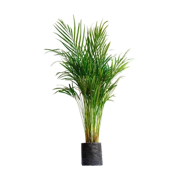Lavanda 40 cm en cubeta