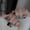 Glue model, variant on Cross-border autumn and winter manicure wearing nail pads nail stickers simple short fake nail finished patch manicure wholesale Q24