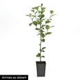 thumbnail image 7 of Wowza! Dwarf Bush Cherry Fruit Bearing Starter Plant, 1 plant per offer, 7 of 7