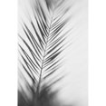 thumbnail image 3 of McDonald, Catherine 17x24 Black Modern Framed Museum Art Print Titled - Shade I - B and W, 3 of 5