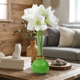 thumbnail image 5 of National Plant Network Green Waxed White Blooming Giant Amaryllis Bulb (3-pack), 5 of 11