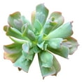 thumbnail image 5 of Echeveria Culibra (4"+ Plastic Pot) - Tiny, Lovely, Easy to Care Rosette Succulents - Live Succulents for Indoor Places, 5 of 5