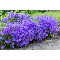 Seedville 1000 Tussock Bellflower Flower Seeds, Easy to Grow