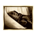 thumbnail image 4 of Stupell Industries Cuddling Labrador Dog Sleeping Cozy Sepia Photography Photograph Metallic Gold Floating Framed Canvas Print Wall Art, Design by James Dobson, 4 of 5