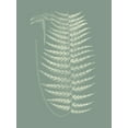 thumbnail image 2 of Vision Studio 25x32 White Modern Wood Framed Museum Art Print Titled - Ferns on Sage VIII, 2 of 4