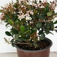 thumbnail image 6 of Southern Living Spring Sonata Indian Hawthorne Live Shrub in 2-Gallon Grower Pot, 6 of 10