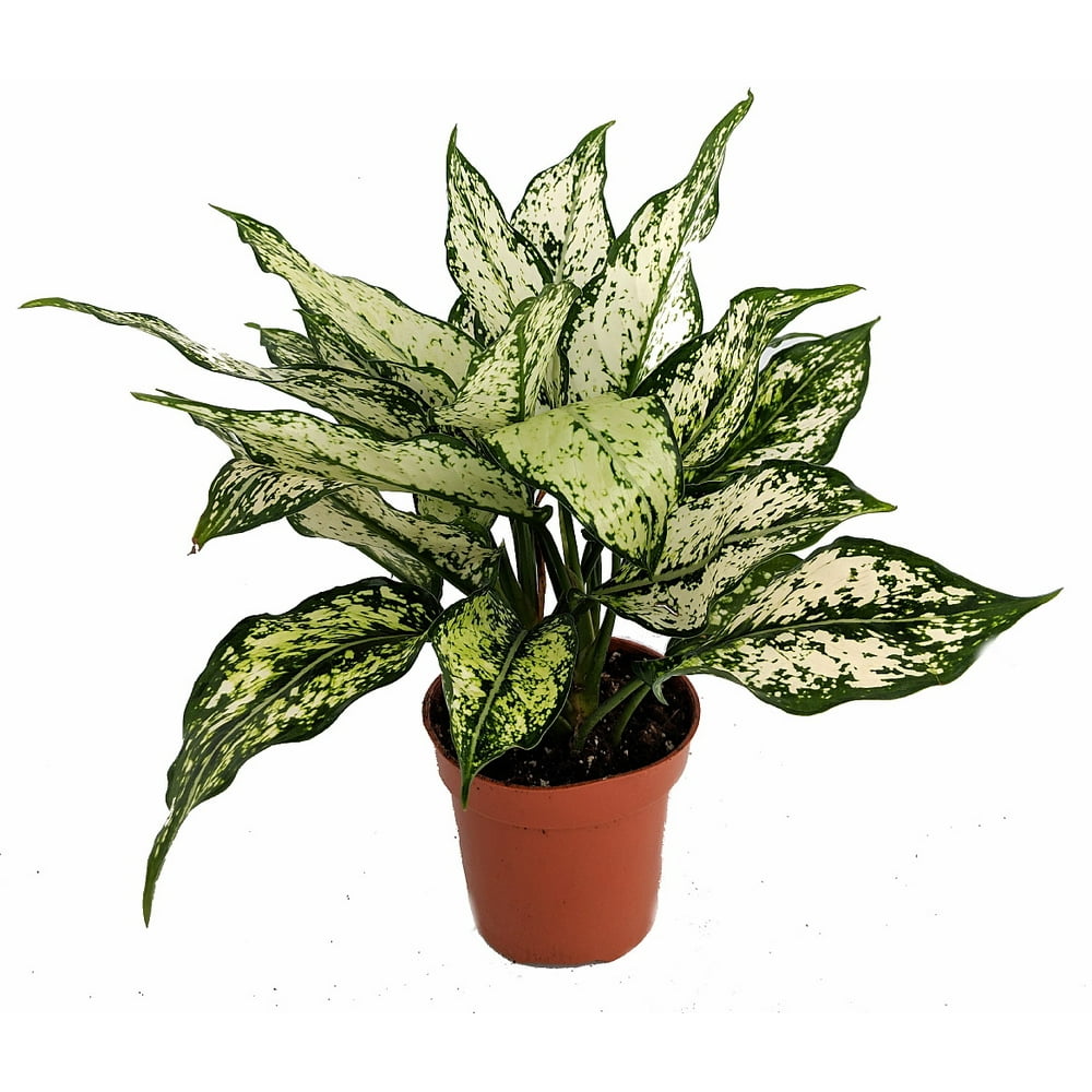 Snow White Chinese Evergreen Plant Aglaonema Low Light 4" Pot