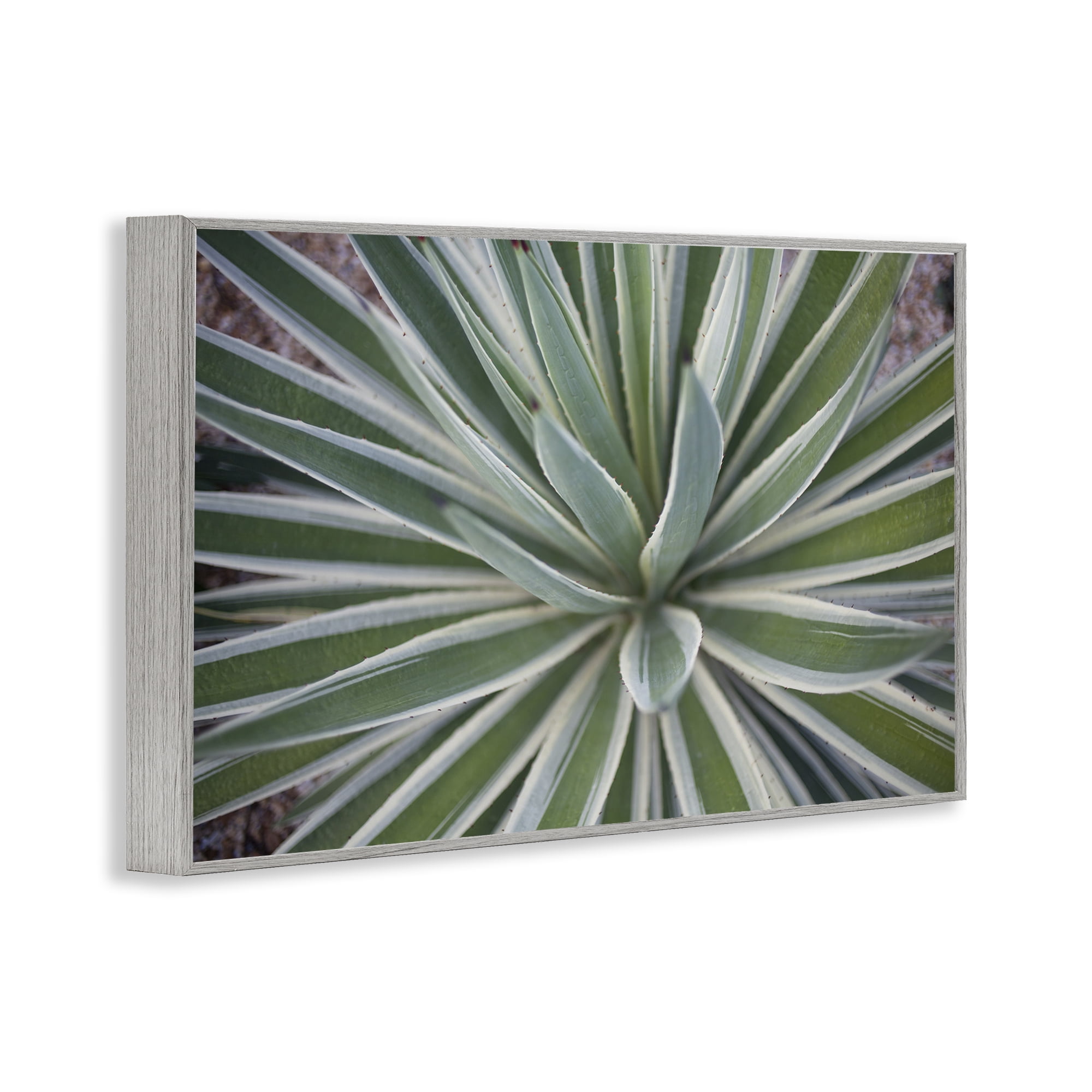 Stupell Industries Centric Succulent Leaves Botanical & Floral Photography Gray Framed Art Print Wall Art, 24 x 16