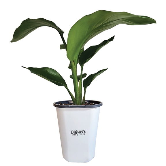 Nature’s Way Farms Bird of Paradise White Outdoor Live Plant (7-11in Tall) in Grower Pot