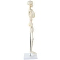 thumbnail image 5 of "Axis Scientific 31"" Mini Human Skeleton Model with Metal Stand, Removable Arms and Legs, Includes Product Manual", 5 of 14
