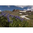 thumbnail image 2 of Grall, Don 32x23 White Modern Wood Framed Museum Art Print Titled - Colorado, San Juan Mts Flowers on Cinnamon Pass, 2 of 4