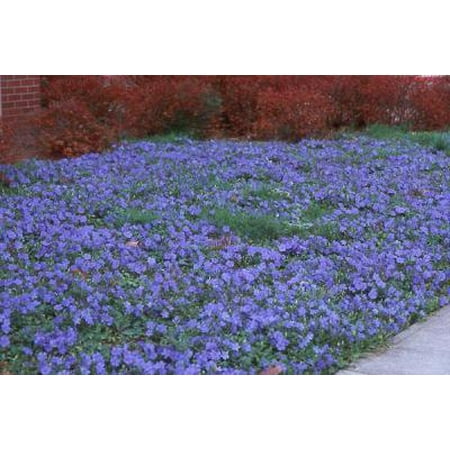 - Classy Groundcovers - Vinca minor 'Traditional' {54 Pots - 2 1/2 in.}