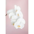 thumbnail image 3 of 1x Studio III 17x24 Black Modern Framed Museum Art Print Titled - Orchid_2, 3 of 5
