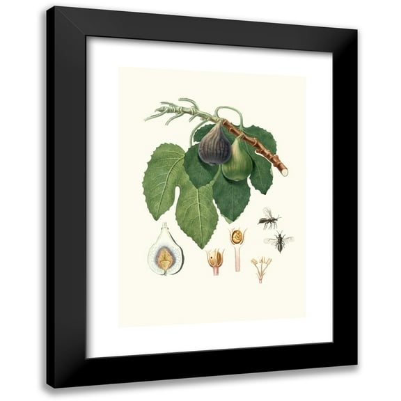 Giorgio Gallesio 11x14 Black Modern Framed Museum Art Print Titled - Caprific (1817-1839)