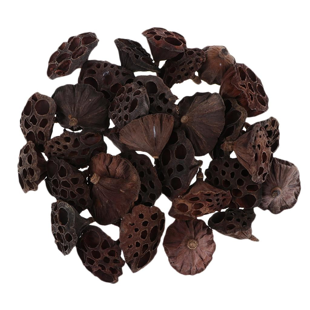 120pcs Natural Dried lotus Flowers Fruit for Floral Arrangement DIY