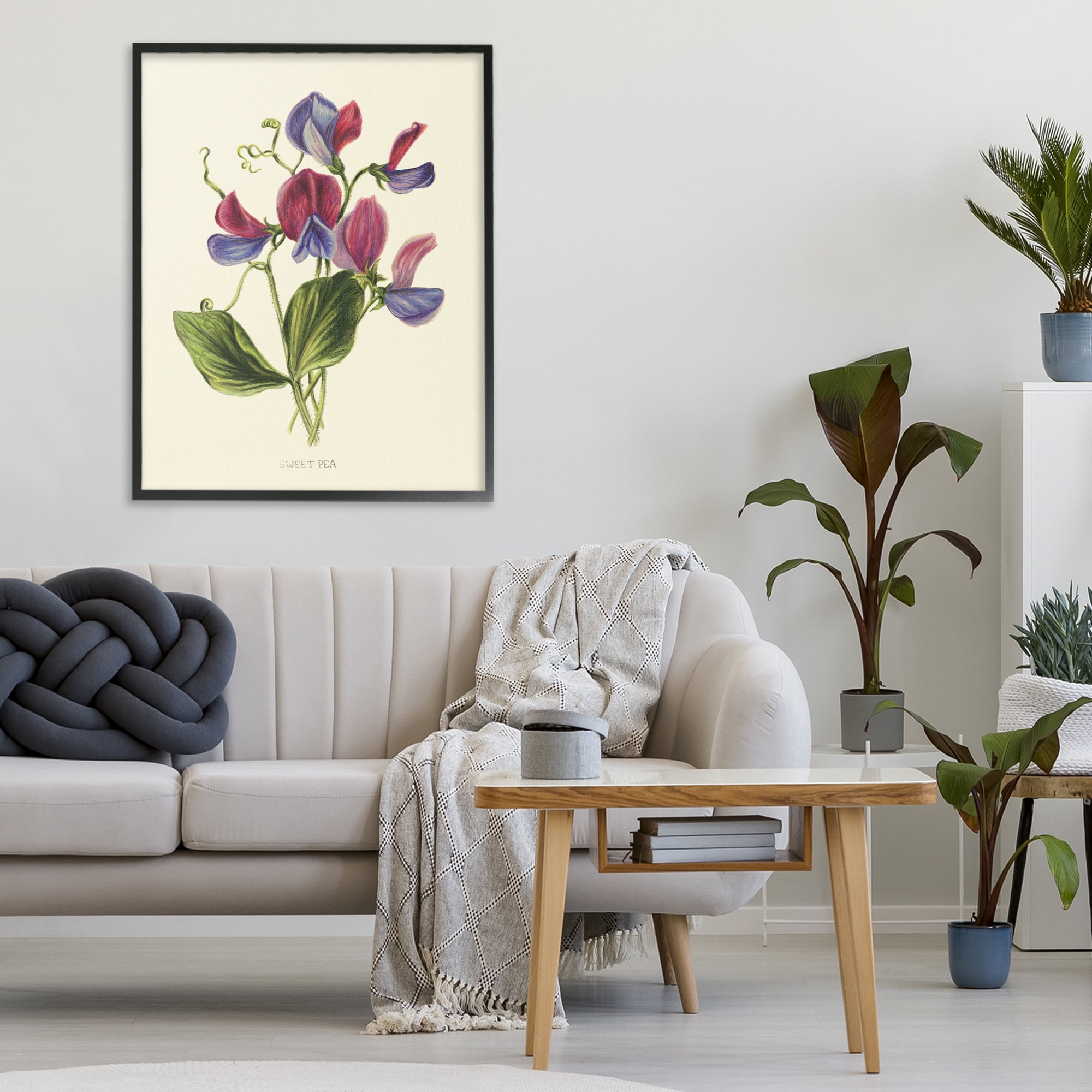 Stupell Industries Vintage Sweet Pea Blossoms Black Framed Giclee Art, design by Connie Resch