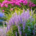 thumbnail image 3 of Herb To Body Hyssop Herb Powder | Hyssopus Officinalis | Wildcrafted | 4oz, 3 of 6