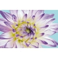 thumbnail image 2 of Fossey, George 14x11 White Modern Wood Framed Museum Art Print Titled - DAHLIA IN TEAL II, 2 of 4