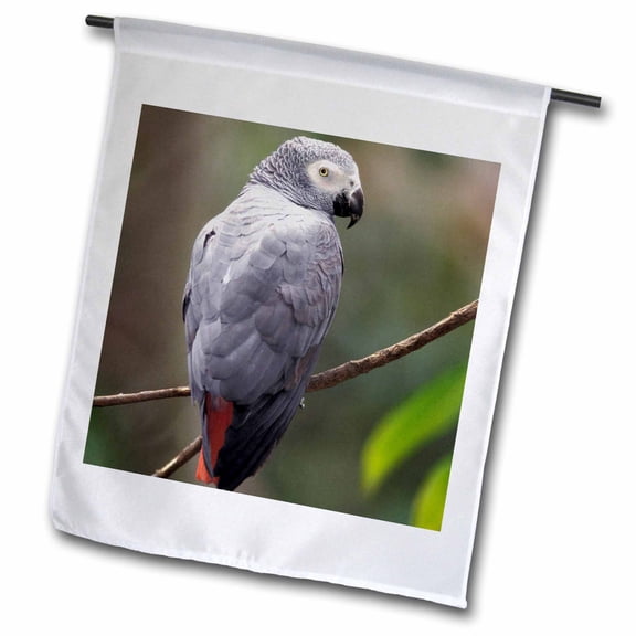 3dRose, African Gray Parrot, Tropical Bird - NA02 AJE0248 - Adam Jones, 12 x 18 inch Garden Flag
