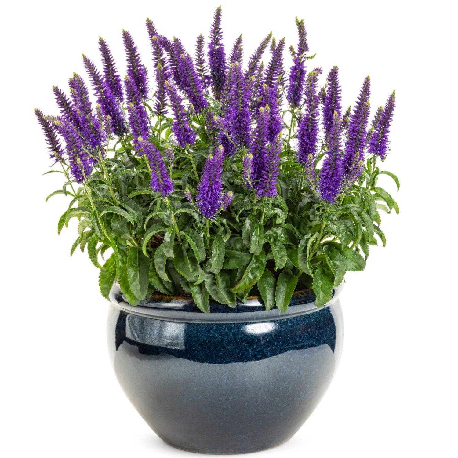 Proven Winners 6" Blue Magic Show 'Wizard of Ahhs' Spike Speedwell Live Plant in 7.5" Pot