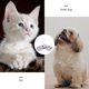 thumbnail image 4 of 1 comedero automático para mascotas, de doble uso, para gatos y perros., 4 of 7