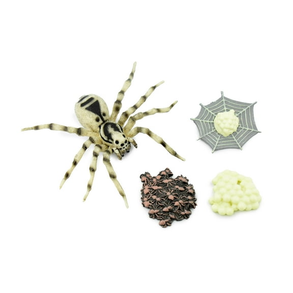 Spider, Life Cycle of a Wolf Spider, 4 Stages, Museum Quality, Hand Painted, Rubber Bug, Figure, Model, Realistic, Educational, Gift, 3 1/2" CH488 BB150