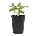 thumbnail image 2 of Expert Gardener 1PT Roma Tomato Live Edible Plant Sun 6-Pack, 2 of 6